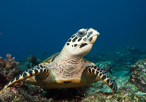 Sea turtle, Vertebrate, Hawksbill sea turtle, Underwater, Green sea turtle, Turtle, Loggerhead sea turtle, Reptile, Marine biology, Kemp's ridley sea turtle, 