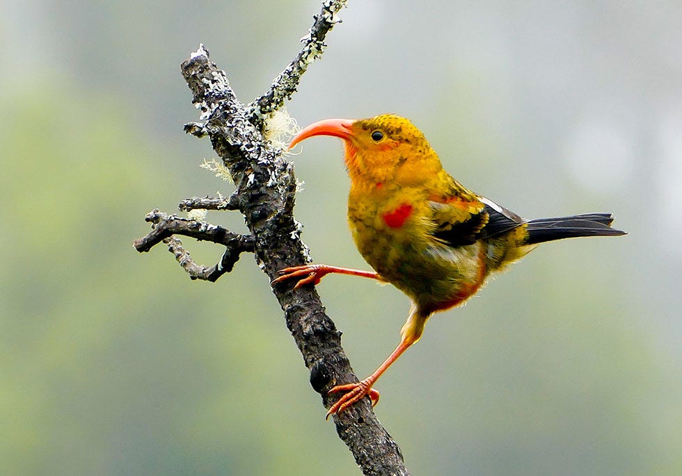 Bird, Beak, Western Tanager, Perching bird, Twig, Branch, Songbird, Plant, Coraciiformes, Wildlife, 