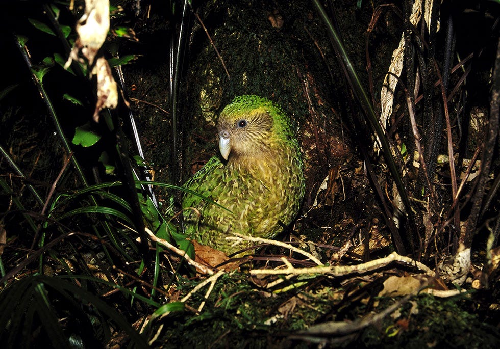 Beak, Wildlife, Branch, Leaf, Adaptation, Bird, Tree, Organism, Plant, Jungle, 