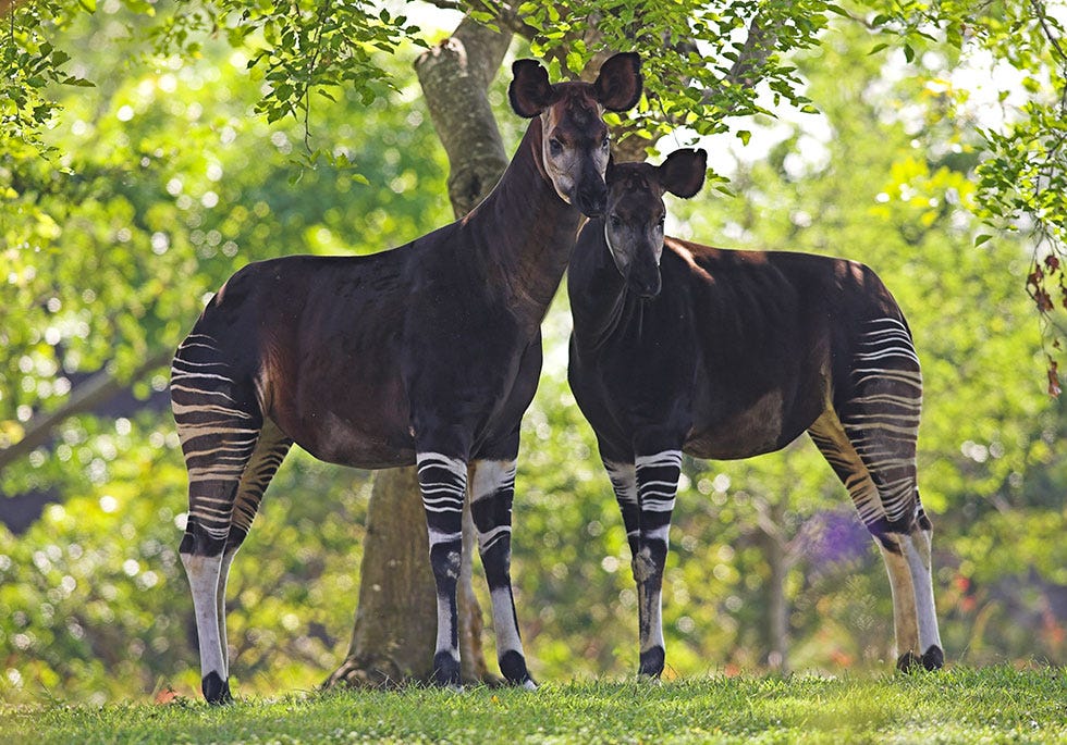 Okapi, Mammal, Vertebrate, Terrestrial animal, Wildlife, Grassland, Snout, Adaptation, Giraffidae, Pasture, 