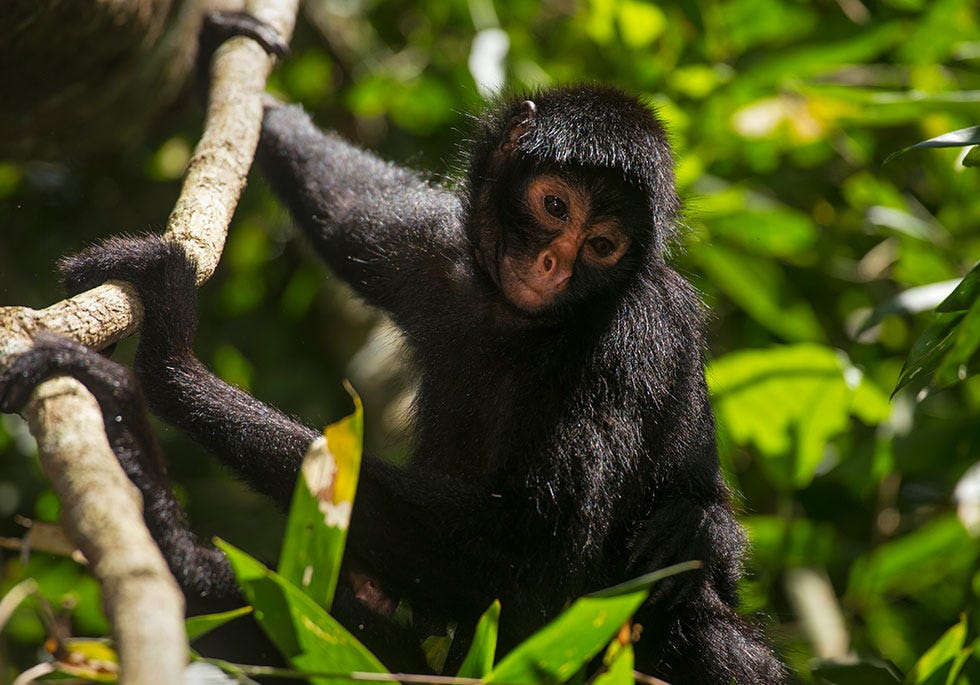 Vertebrate, Mammal, Primate, Nature reserve, Macaque, Botany, Organism, Wildlife, Tufted capuchin, Common chimpanzee, 