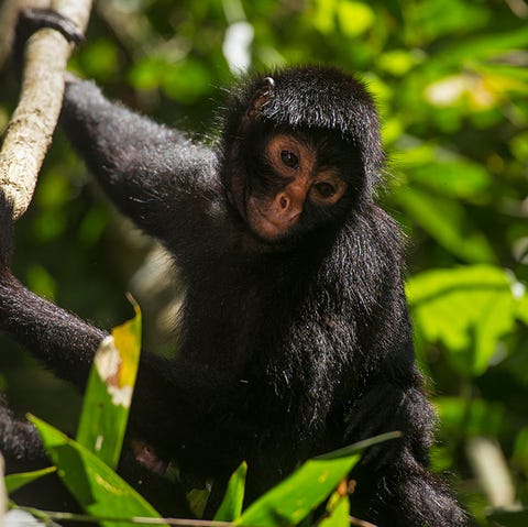 30+ Endangered Animals We May Soon Lose Forever - Endangered Species Around the World 30+ Endangered Animals We May Soon Lose Forever - Endangered Species Around the World