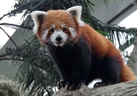 Red panda, Mammal, Vertebrate, Terrestrial animal, Carnivore, Whiskers, Wildlife, Snout, Organism, Bear, 