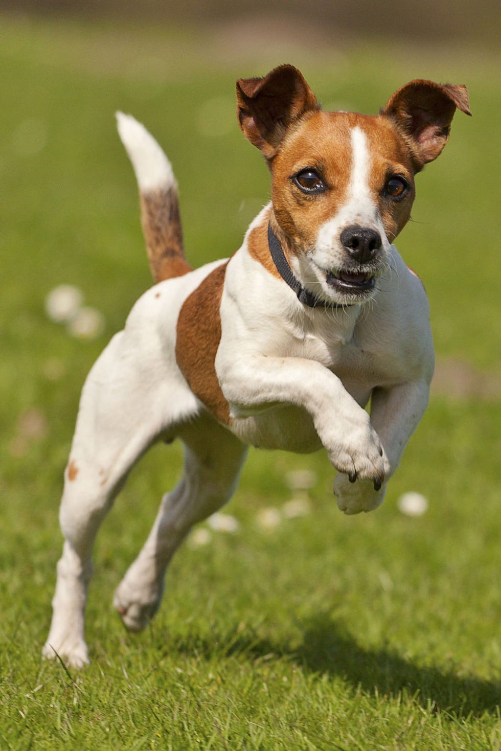 a brown and white jack russell terrier running on the grass