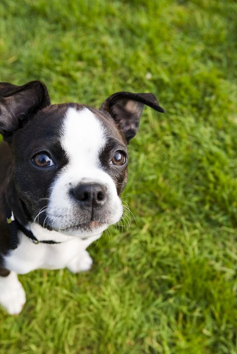 Small Dog Breeds That Make Perfect Companions 