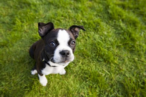 a boston terrier looking at the camera