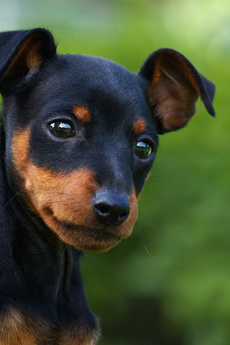 15 Cute Miniature Dog Breeds Best Toy Dog Breed List