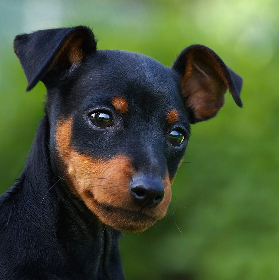 a close up of a black and brown miniature pinscher