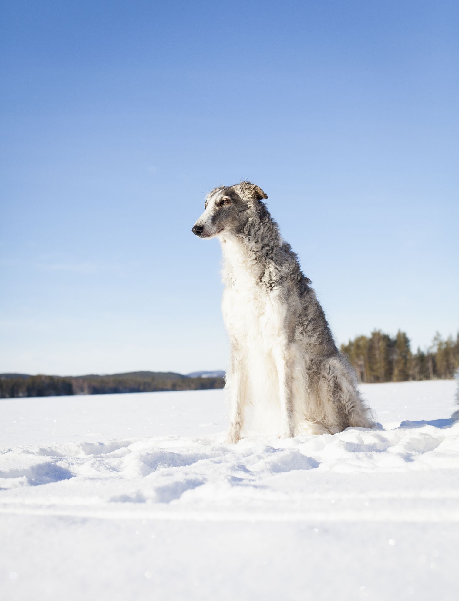 do old croatian sighthound bark a lot