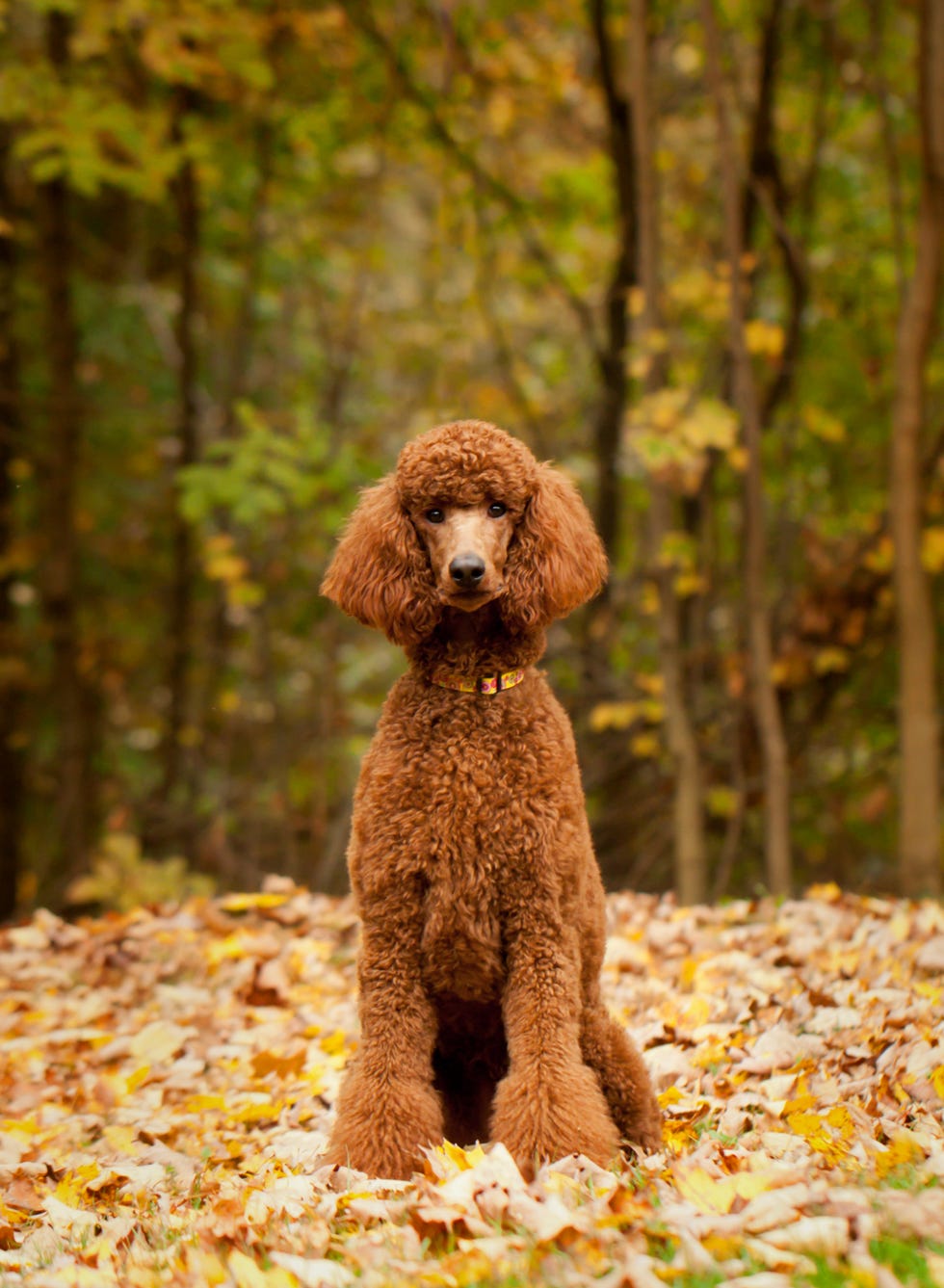 best large dog breeds