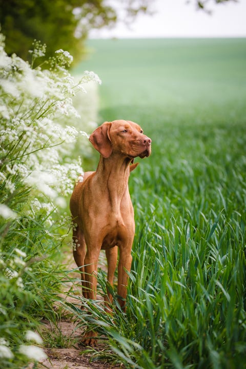 vizla