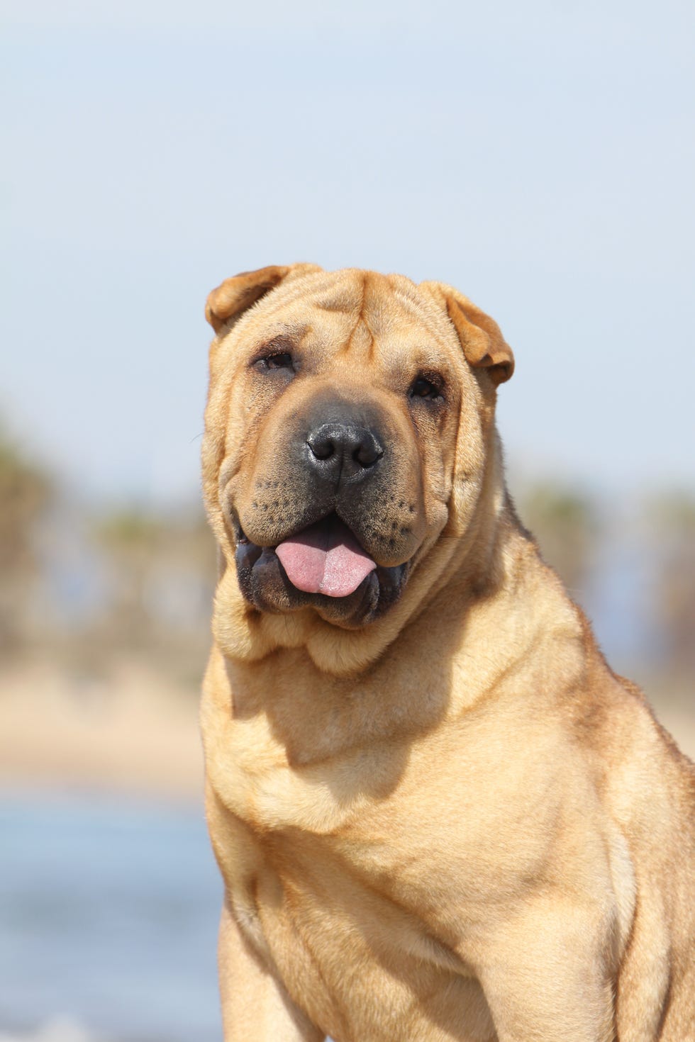 chinese shar-pei
