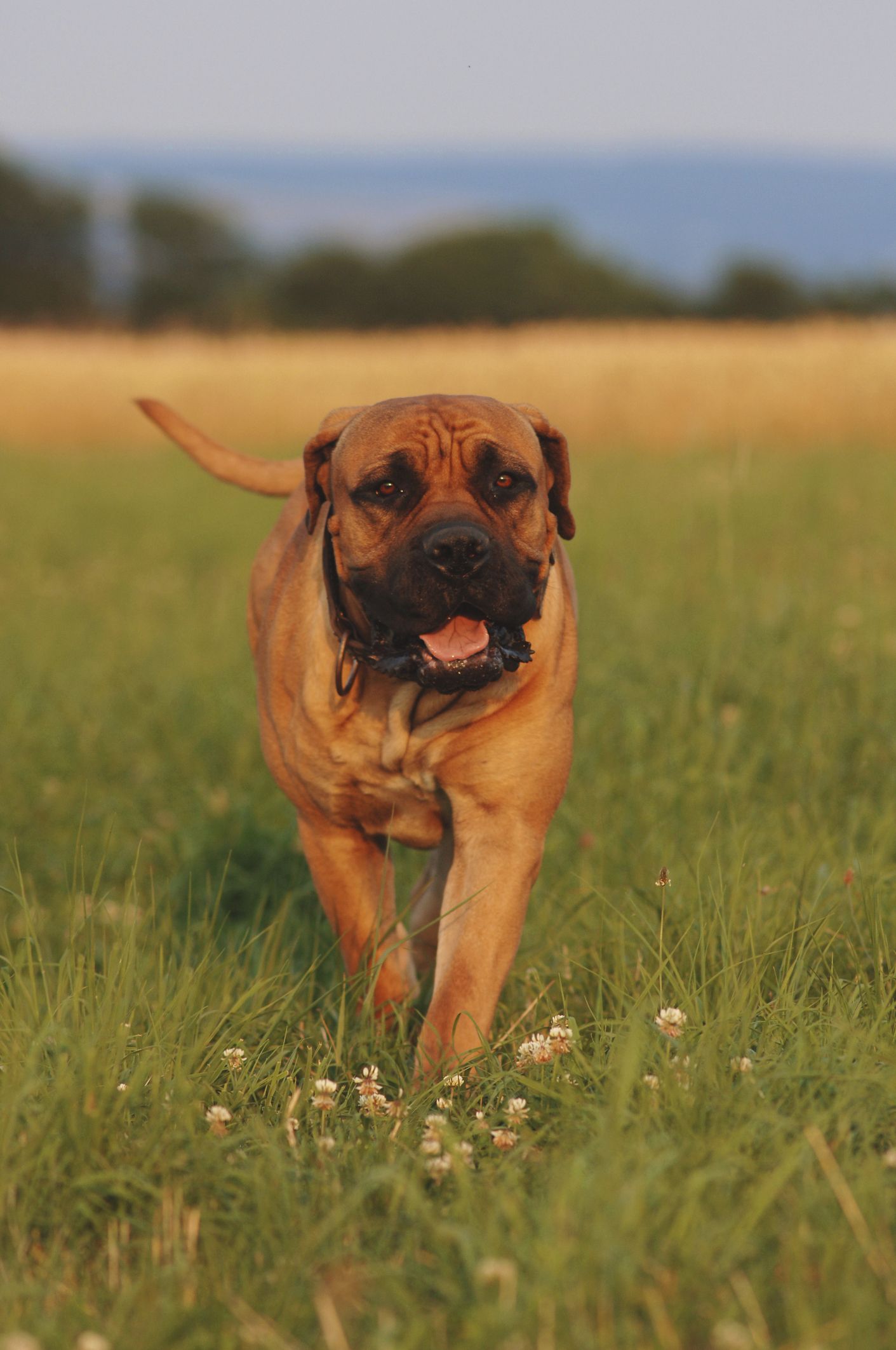 Big orange hotsell dog breed