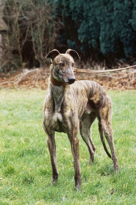 35 Best Large Dog Breeds - Top Big Dogs List and Pictures