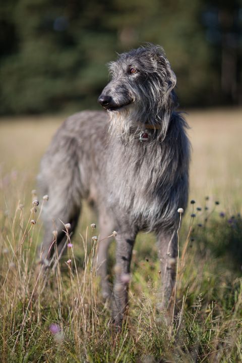 25 Biggest Giant Dog Breeds Largest Dog Breed Photos