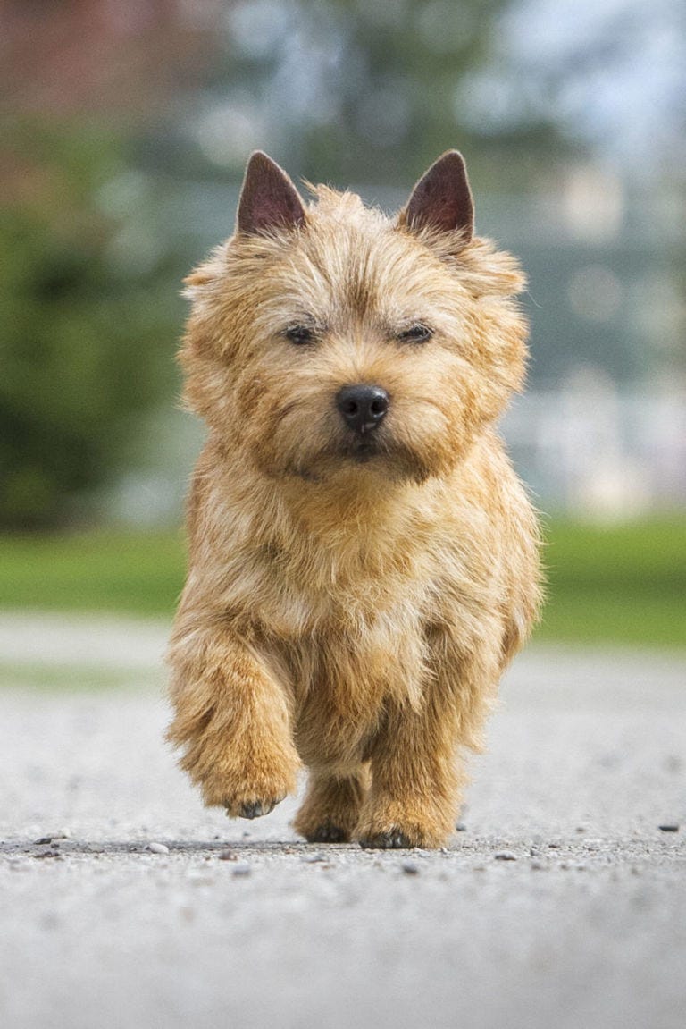 a golden norwich terrier running on the pavement
