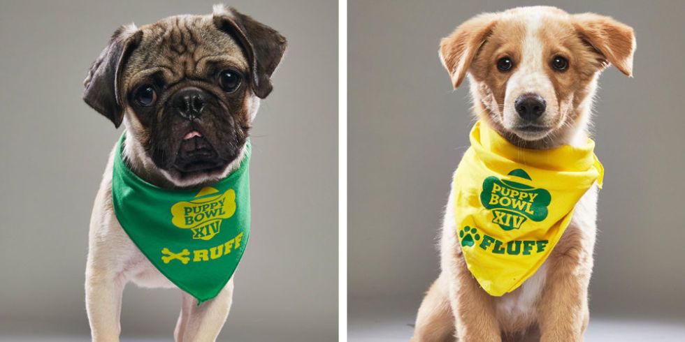 what time is the puppy bowl 2018