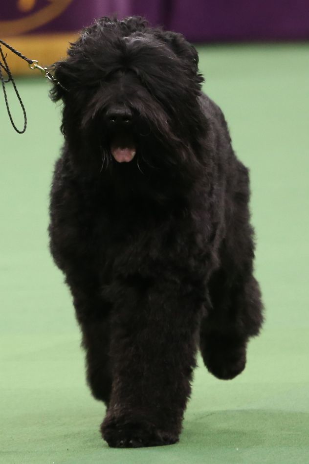 giant fluffy black dog