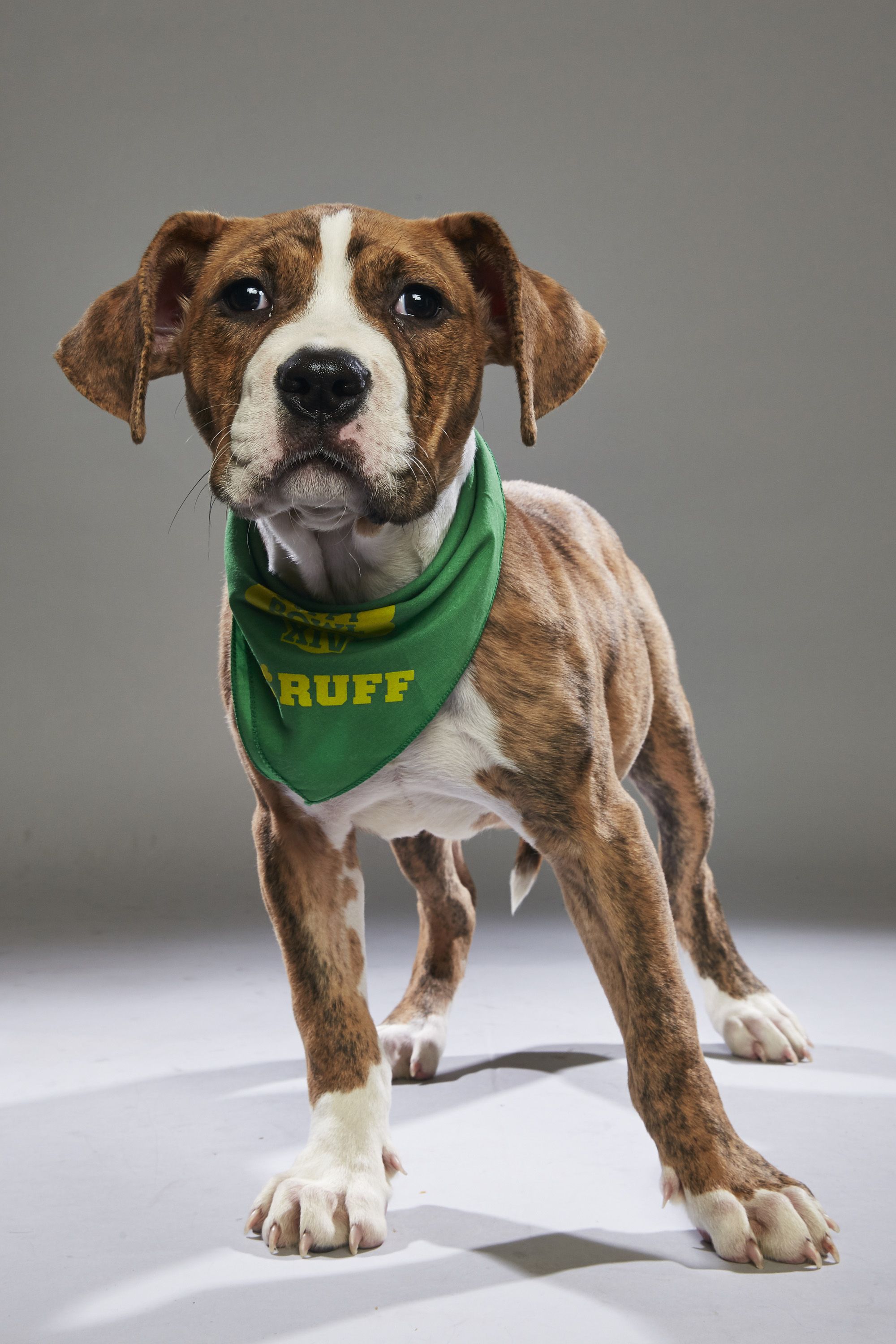what time is the puppy bowl 2018