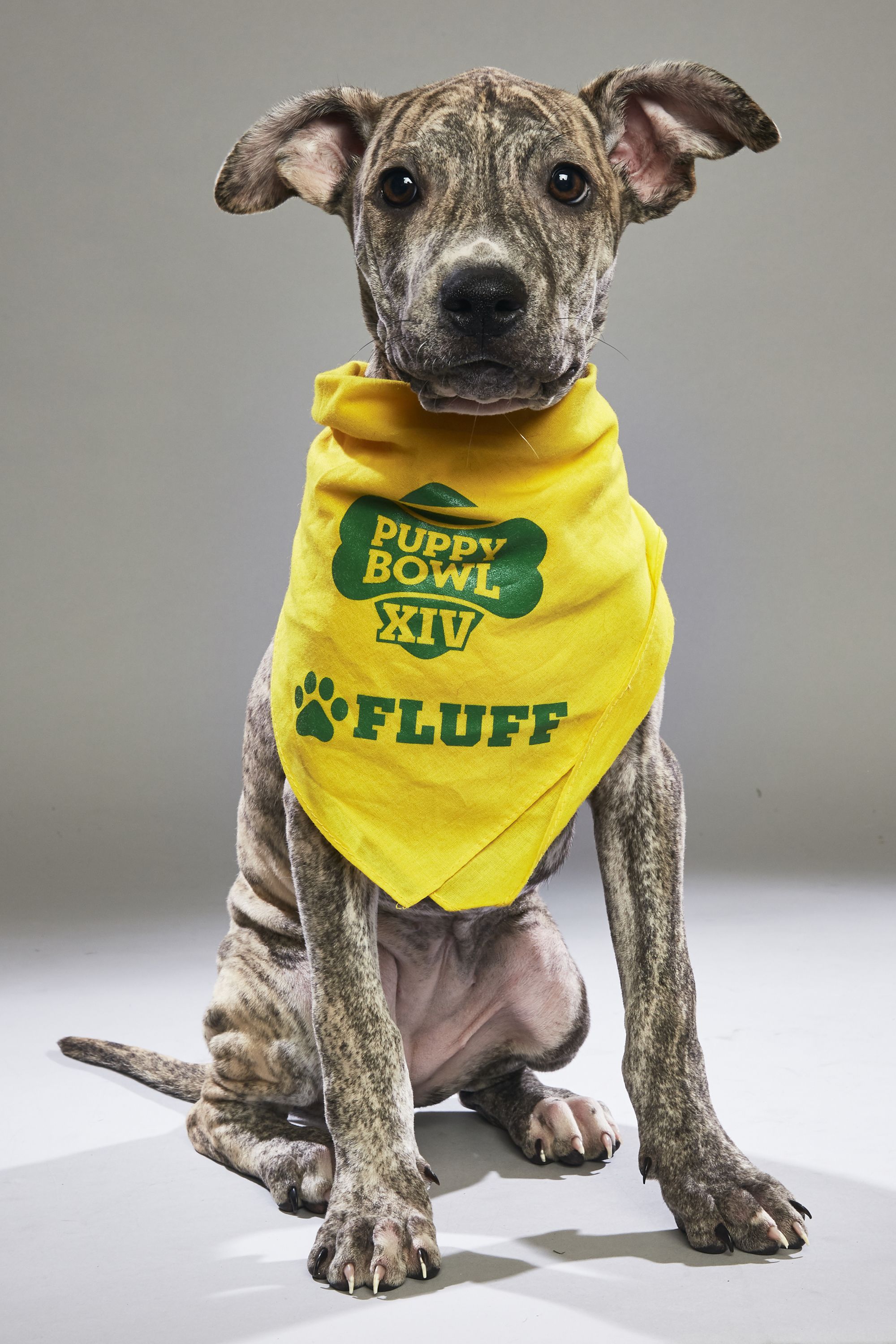 what time is the puppy bowl 2018