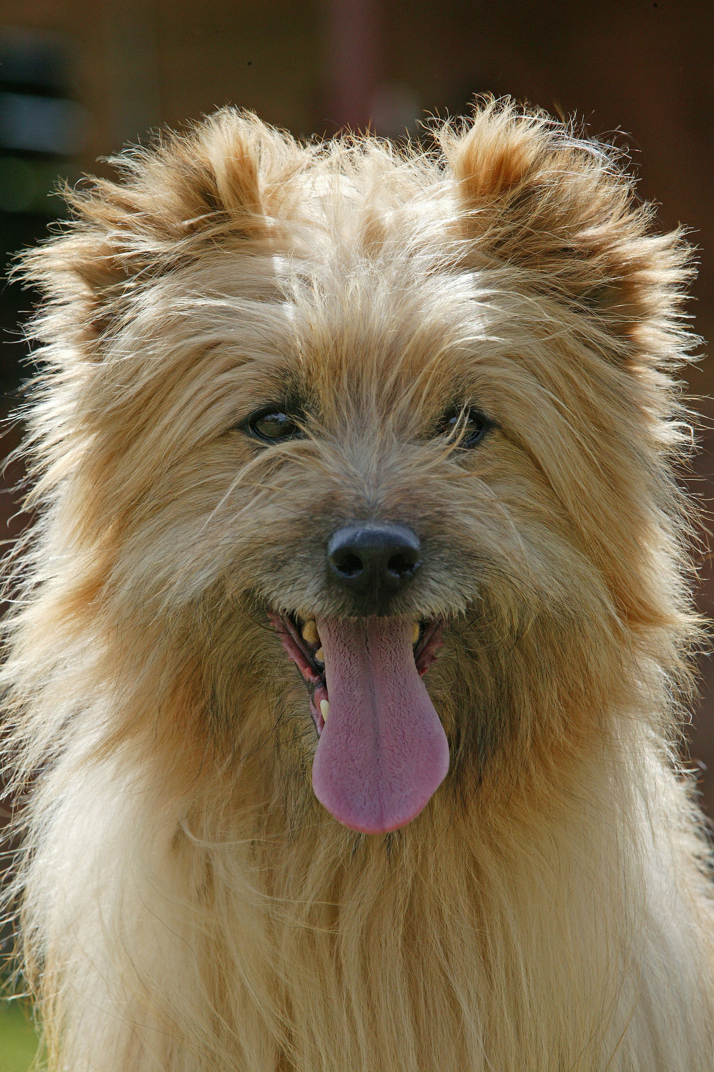 40 Best Medium Sized Dog Breeds List Of Popular Cute Medium Sized   1515452314 Pyrenean Shepherd 