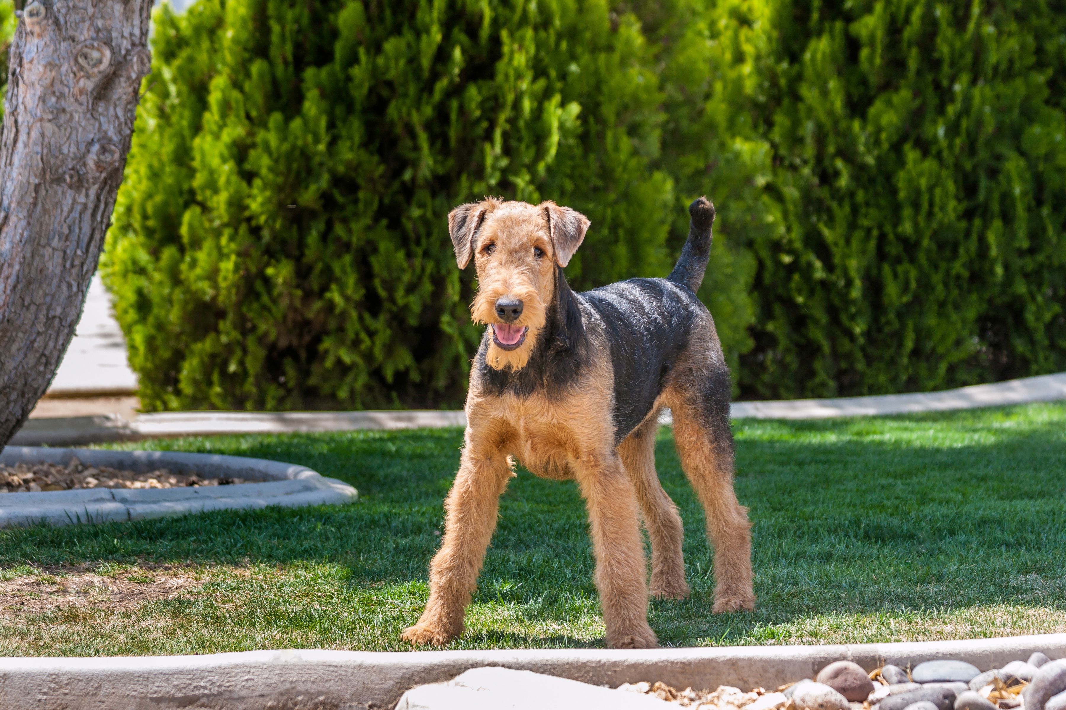 Medium Sized Dogs Short Hair Best Short Hair 2017