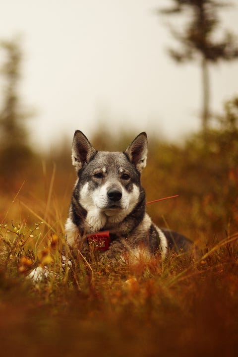 norwegian elkhound