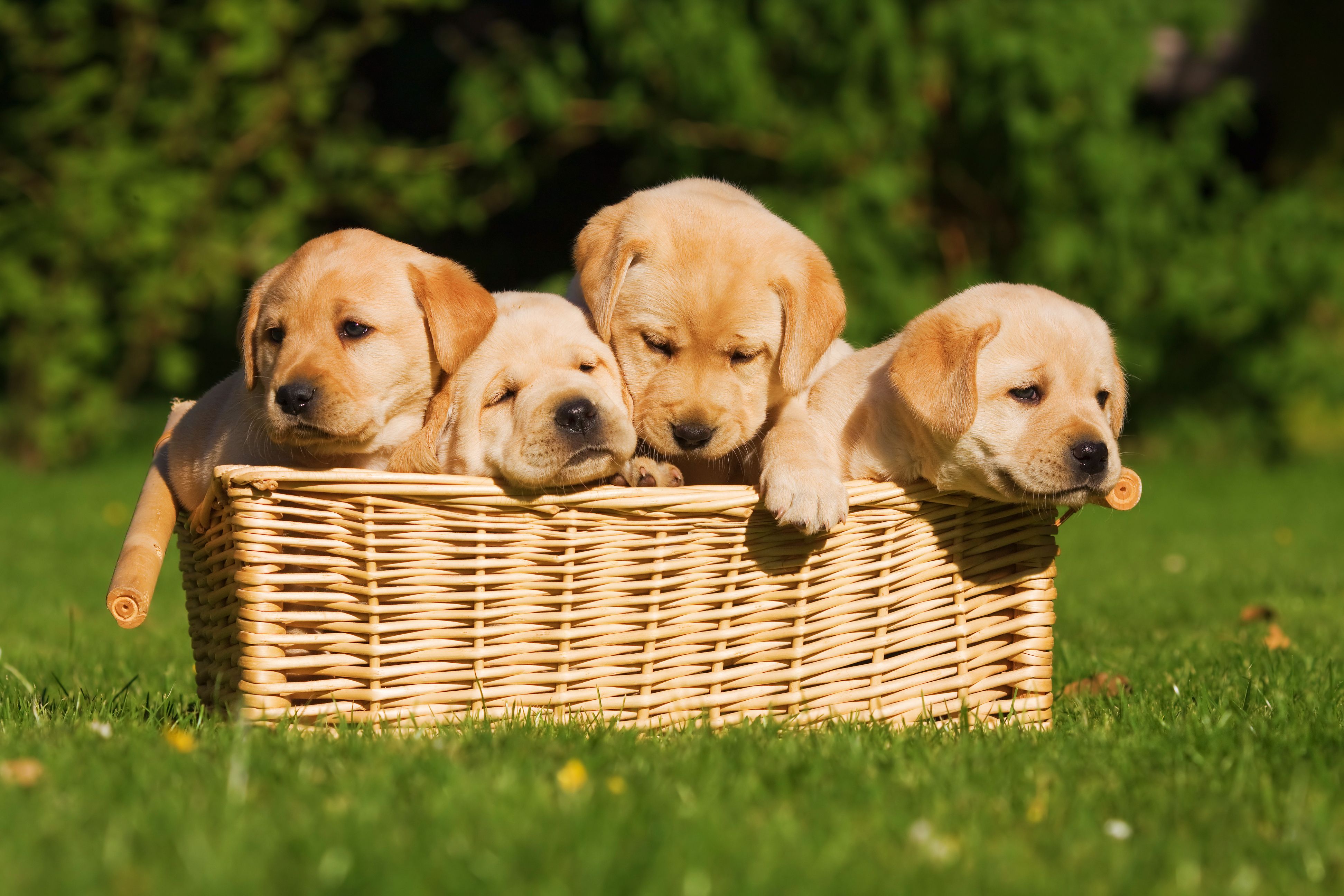 Adorable Newborn Labrador Retriever Puppy Chocolate Lab Puppies