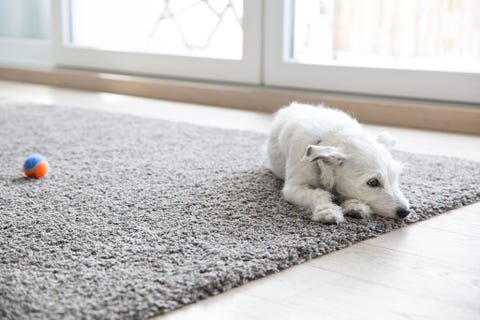 Image result for carpets