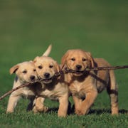 Puppies puppies