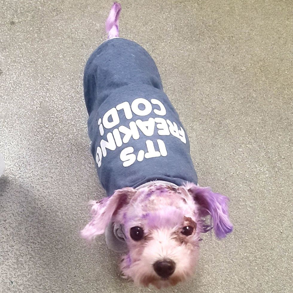 is it okay to dye your dog