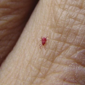 harvest mite