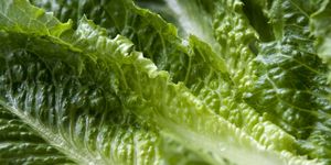 Leaf, Leaf vegetable, Savoy cabbage, Plant, Chard, Lettuce, Vegetable, Flower, Spring greens, Romaine lettuce, 