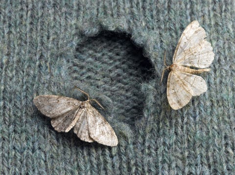 How To Get Rid Of Moths In The House Best Way Kill Pantry And Clothes Moths