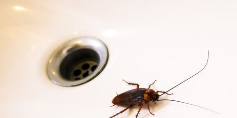 How To Get Rid Of Roaches How To Kill Cockroaches And Stop