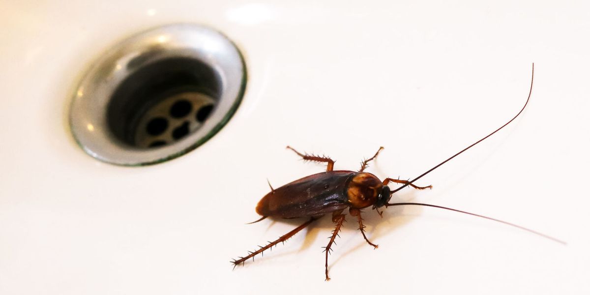 How To Get Rid Of Roaches How To Kill Cockroaches And Stop An