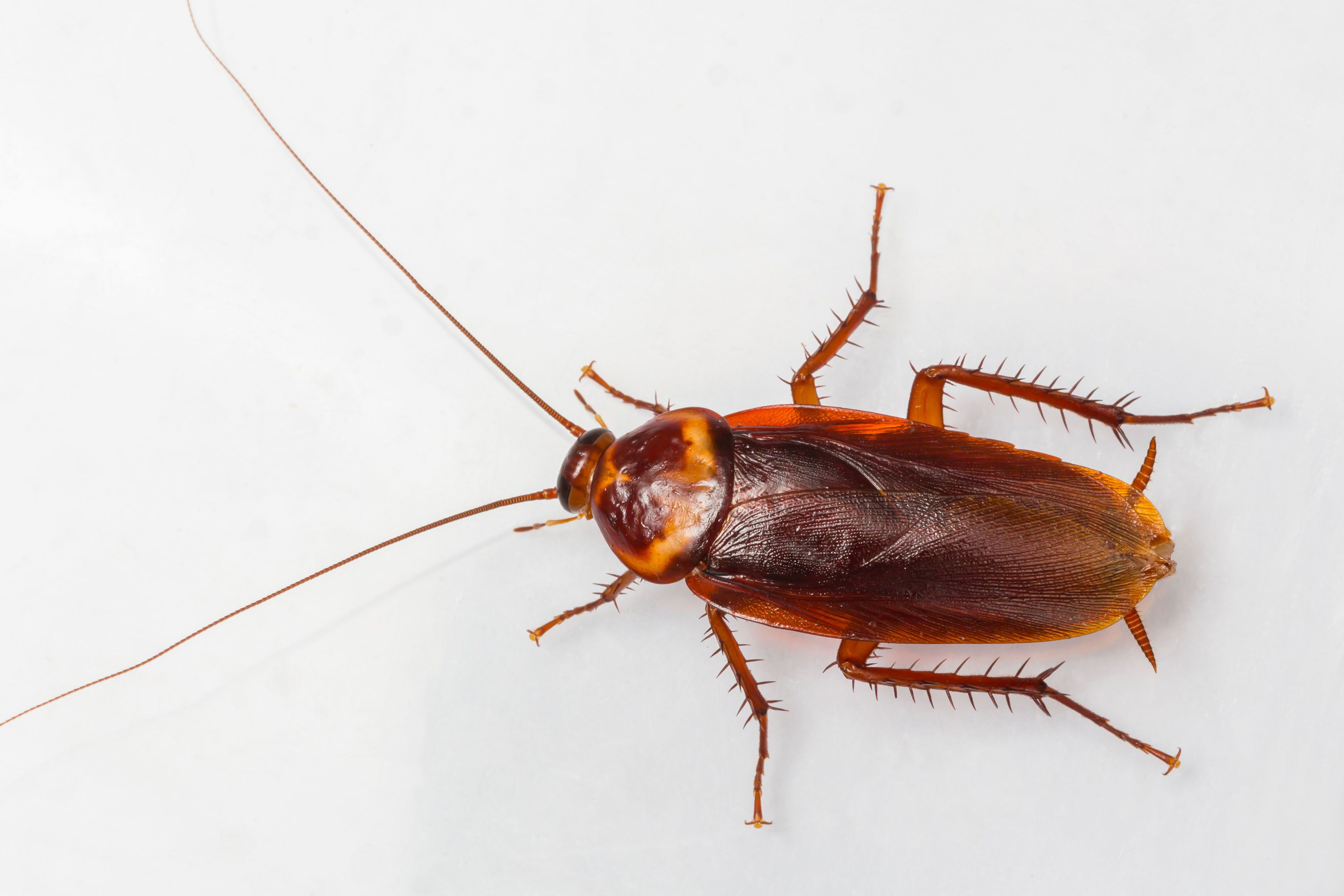 How To Get Rid Of Roaches In Kitchen Cabinets Dandk Organizer   Gallery 1517951642 American Cockroach 