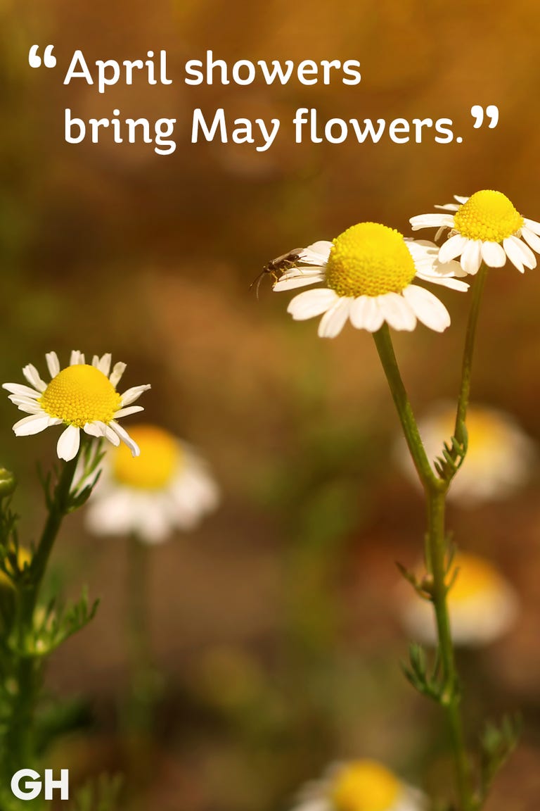 20 Happy Spring Quotes - Sayings About Spring and Flowers