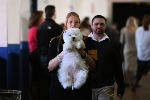 A West Highland White Terrier is held in the judging area during Day Two of competition at the Westminster Kennel Club 142nd Annual Dog Show in New York on February 13, 2018. / AFP PHOTO / TIMOTHY A. CLARY        (Photo credit should read TIMOTHY A. CLARY/AFP/Getty Images)