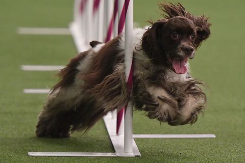Dog breed, Dog, Canidae, Dog agility, Rally obedience, Carnivore, Sporting Group, Obedience training, English springer spaniel, Conformation show, 