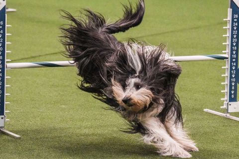 Dog breed, Dog, Mammal, Canidae, Dog agility, Tibetan terrier, Carnivore, Terrier, Schapendoes, Bearded collie, 