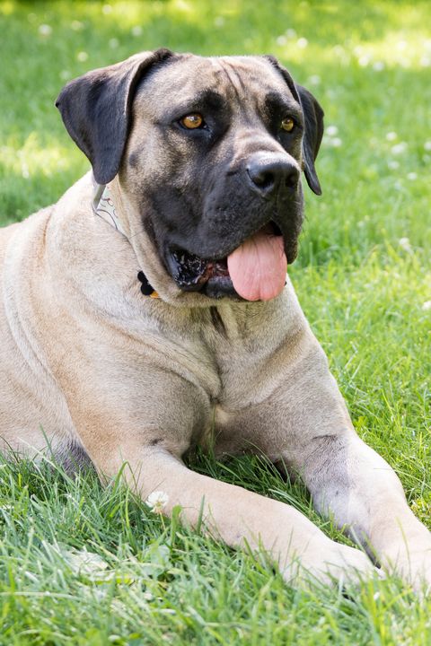 mastiff mix