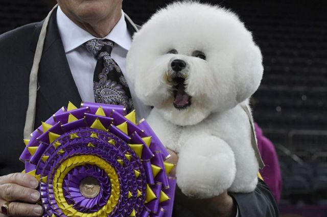 17 Funny Photos From The Westminster Dog Show