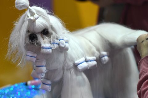 A Maltese waits in the benching area on Day One of competition at the Westminster Kennel Club 142nd Annual Dog Show in New York on February 12, 2018. / AFP PHOTO / TIMOTHY A. CLARY        (Photo credit should read TIMOTHY A. CLARY/AFP/Getty Images)