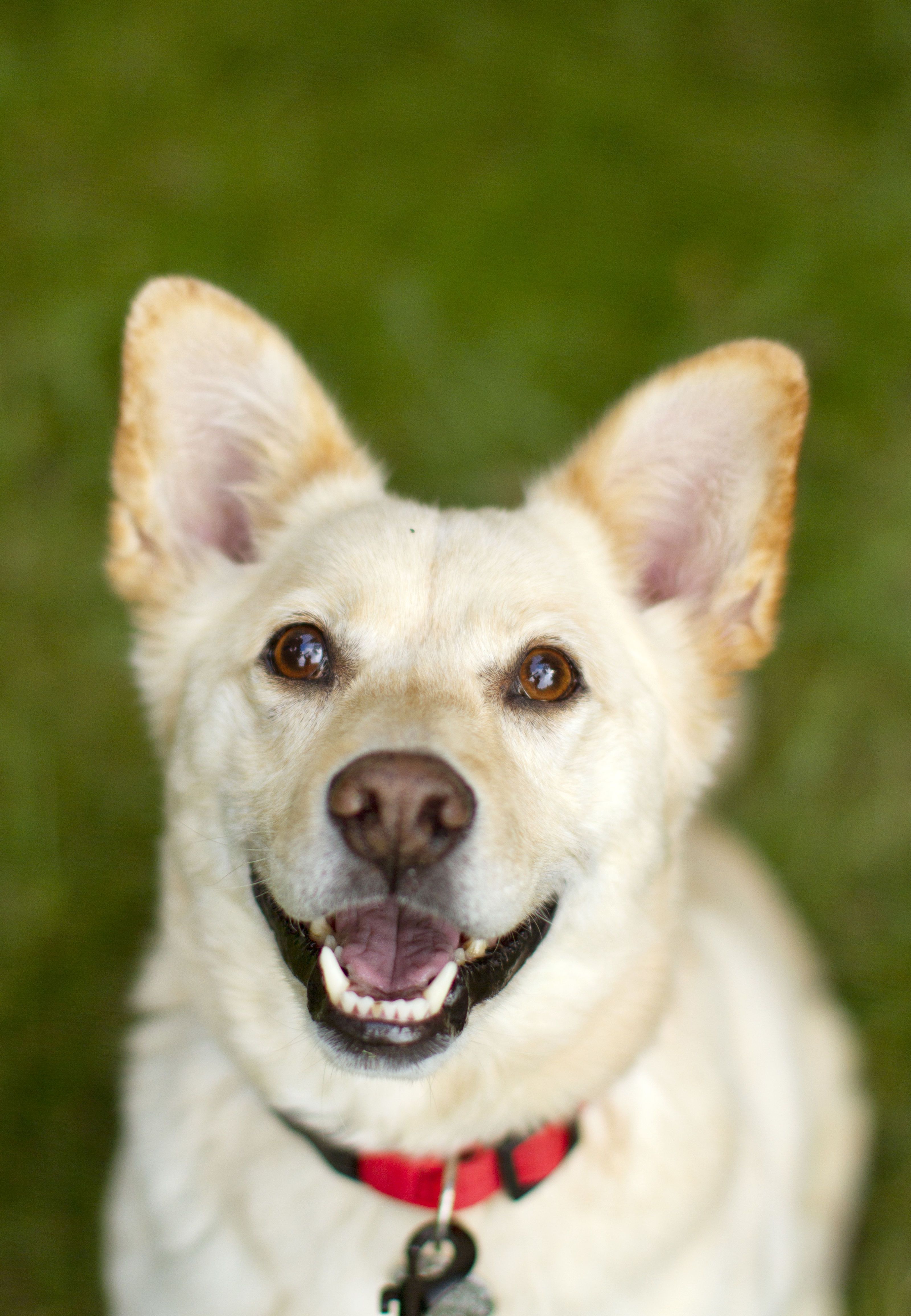 Medium sized mixed dog sales breeds