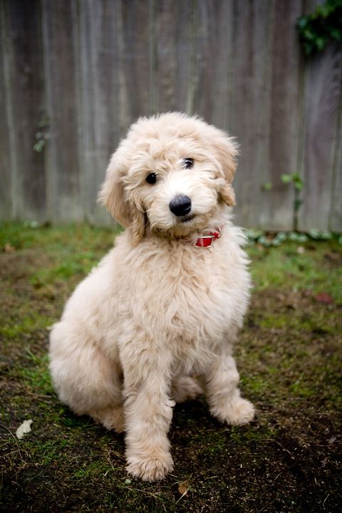 golden doodle