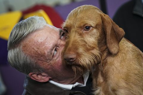 NEW YORK, NY - FEBRUARY 13: A Wirehaired Vizsla gets affection from its owner in the grooming area at the 142nd Westminster Kennel Club Dog Show at The Piers on February 13, 2018 in New York City. The show is scheduled to see 2,882 dogs from all 50 states take part in this year's competition. (Photo by Drew Angerer/Getty Images)