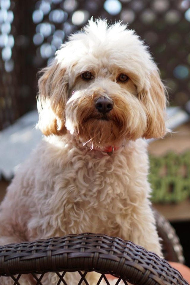 whoodle