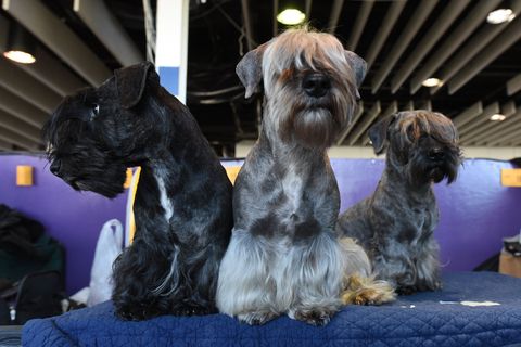 Skye Terrier's wait in the benching area during Day Two of competition at the Westminster Kennel Club 142nd Annual Dog Show in New York on February 13, 2018. / AFP PHOTO / TIMOTHY A. CLARY        (Photo credit should read TIMOTHY A. CLARY/AFP/Getty Images)