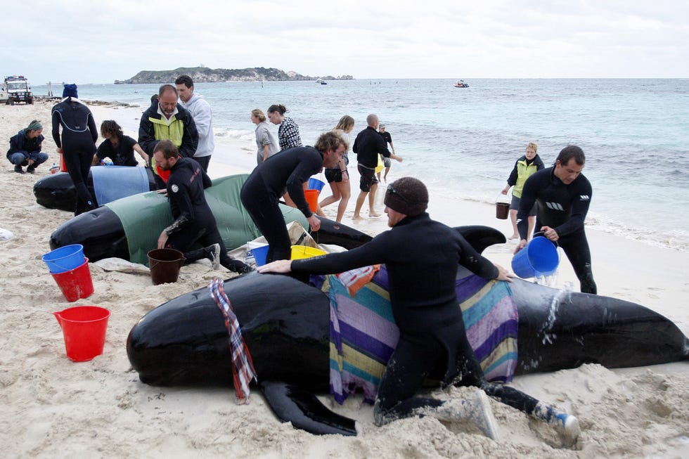stranded whale rescue